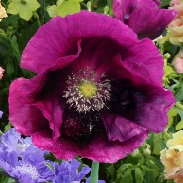 Heirloom Lauren's Grape Poppy Seeds Aka Papaver somniferum, Laurens Poppy, Purple Opium Poppies