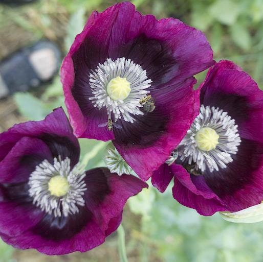 Heirloom Lauren's Grape Poppy Seeds Aka Papaver somniferum, Laurens Poppy, Purple Opium Poppies
