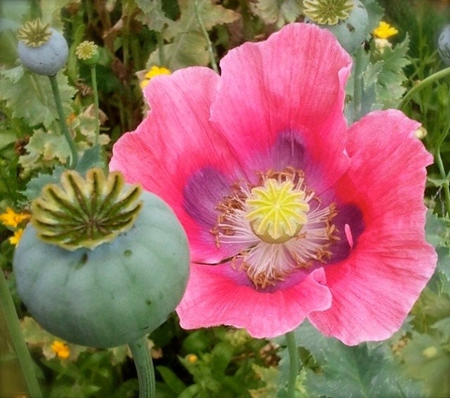 Heirloom Organic Hens and Chicks Poppy Seeds  Aka Hen and chick papaver somniferum, Bread seed opium poppies