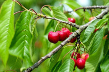 Load image into Gallery viewer, Organic Bing Cherry Tree Seeds aka Prunus avium Bing, !Seeds for the beautiful Fruit tree with the amazing and beautiful cherry blossoms!
