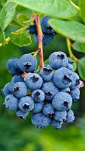 Load image into Gallery viewer, Organic Heirloom Blueberry Bush - Seeds Perfect for potting for urban gardening or apartment plants!
