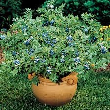 Organic Heirloom Blueberry Bush - Seeds Perfect for potting for urban gardening or apartment plants!