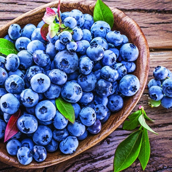 Organic Heirloom Blueberry Bush - Seeds Perfect for potting for urban gardening or apartment plants!