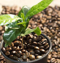Load image into Gallery viewer, Organic Coffee Bean Tree Seeds  Arabica perfect office or house plants! seedlings available check website for details
