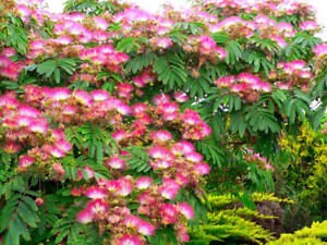 Organic Mimosa Tree Seeds aka Silk tree, Albizia julibrissin, Silky acacia, Persian silk tree, Pink Silk dwarf bonzai or giant ornamental!