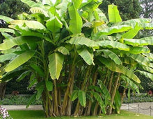 Load image into Gallery viewer, Heirloom Organic Banana Tree Seeds     Perfect for indoor gardens above ground flower beds, urban gardens, landscaping, bonzais
