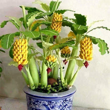 Load image into Gallery viewer, Heirloom Organic Banana Tree Seeds     Perfect for indoor gardens above ground flower beds, urban gardens, landscaping, bonzais
