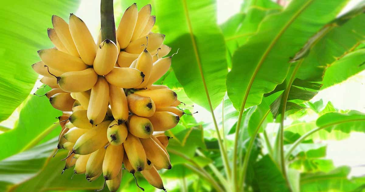 Heirloom Organic Banana Tree Seeds Perfect for indoor gardens above gr –  theseedvault