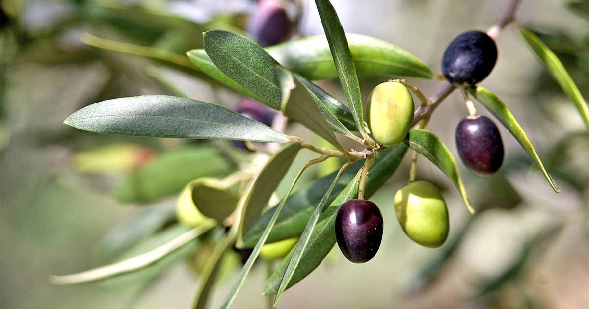 Heirloom Organic Olive Tree Seeds Great as indoor office plant or beautifying your yard or grow your own olives or make your own olive oil!