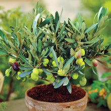 Load image into Gallery viewer, Heirloom Organic Olive Tree Seeds Great as indoor office plant or beautifying your yard or grow your own olives or make your own olive oil!
