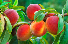 Load image into Gallery viewer, Heirloom Organic Peach Tree Seeds
