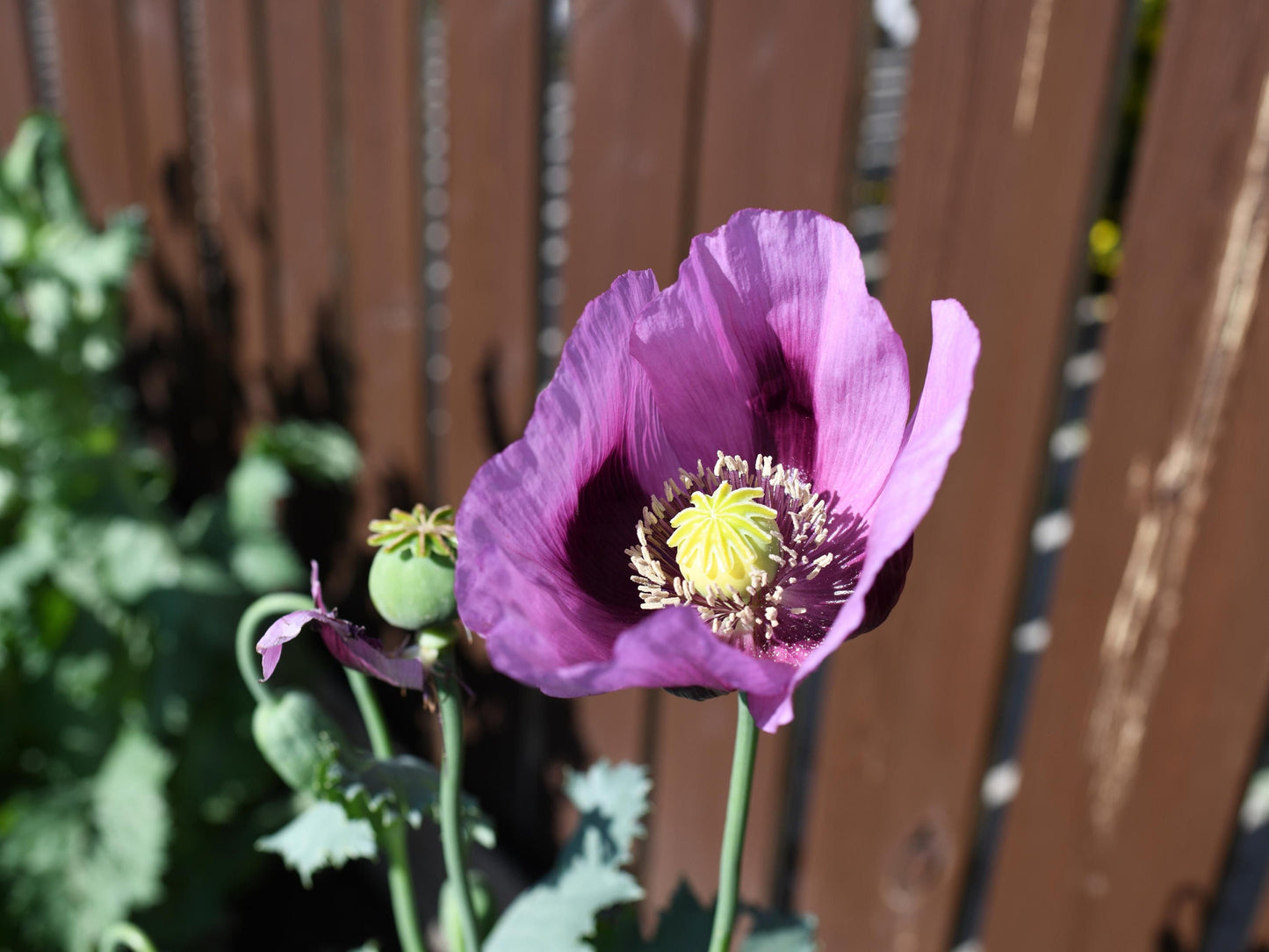 Hungarian Blue Breadseed poppy Seeds Aka Papaver somniferum L. , bulk poppy seeds , Antique Poppies, Heirloom and Organic