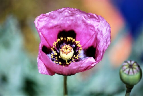 Hungarian Blue Breadseed poppy Seeds Aka Papaver somniferum L. , bulk poppy seeds , Antique Poppies, Heirloom and Organic