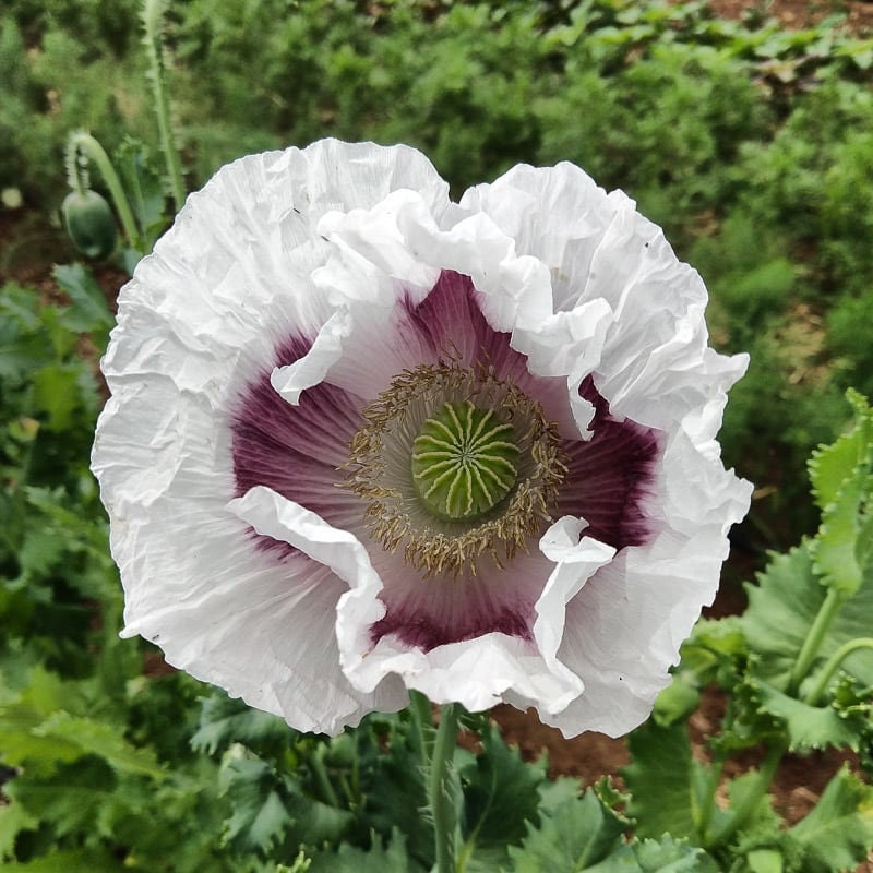 Heirloom Organic Tasmanian Alks White Poppy Seeds