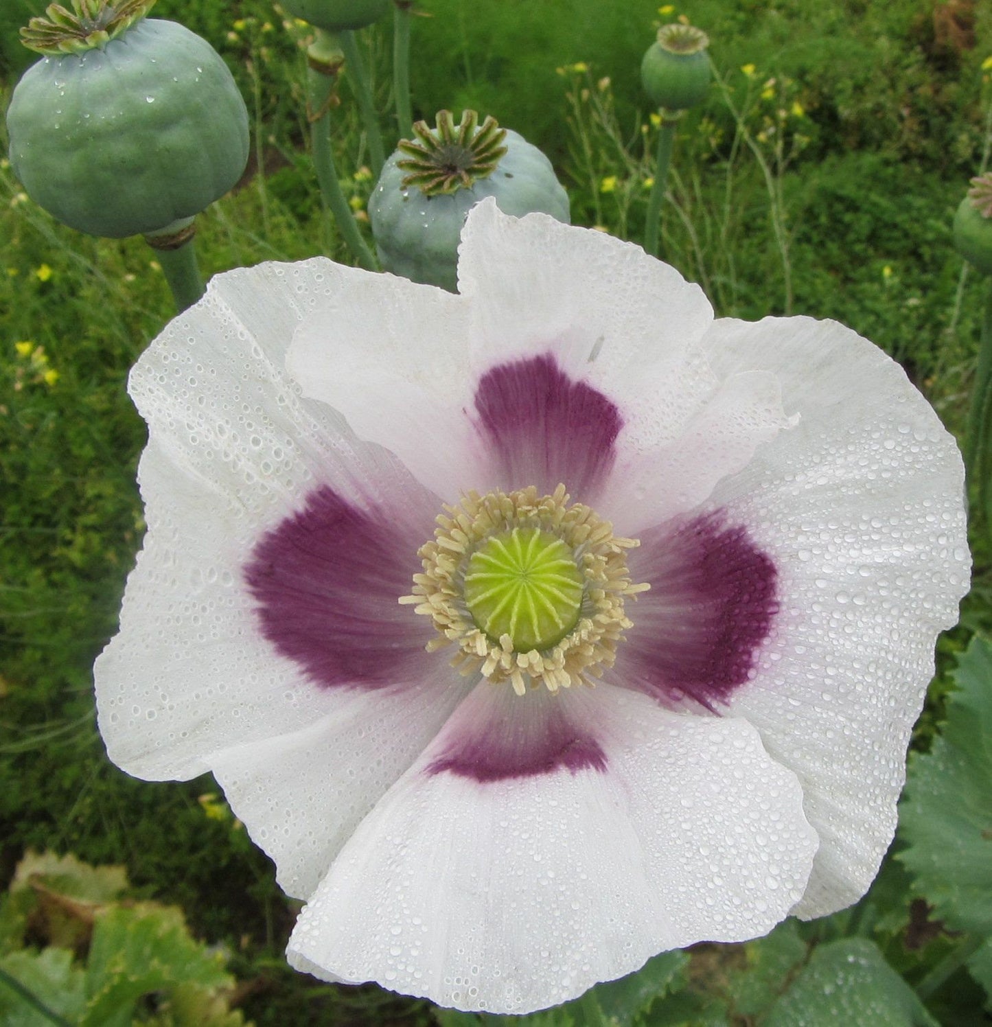 Heirloom Organic Tasmanian Alks White Poppy Seeds