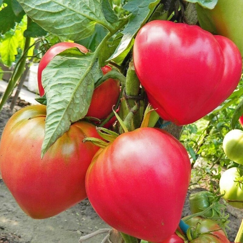 Rare Heirloom Organic Abakansky Pink Tomato Seeds  Aka Ukrainian Cold Tolerant Tomato Seeds