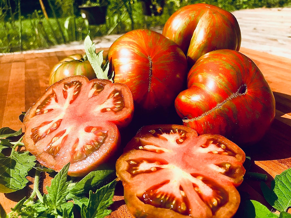 Rare Heirloom Large Barred Boar Tomato Seeds