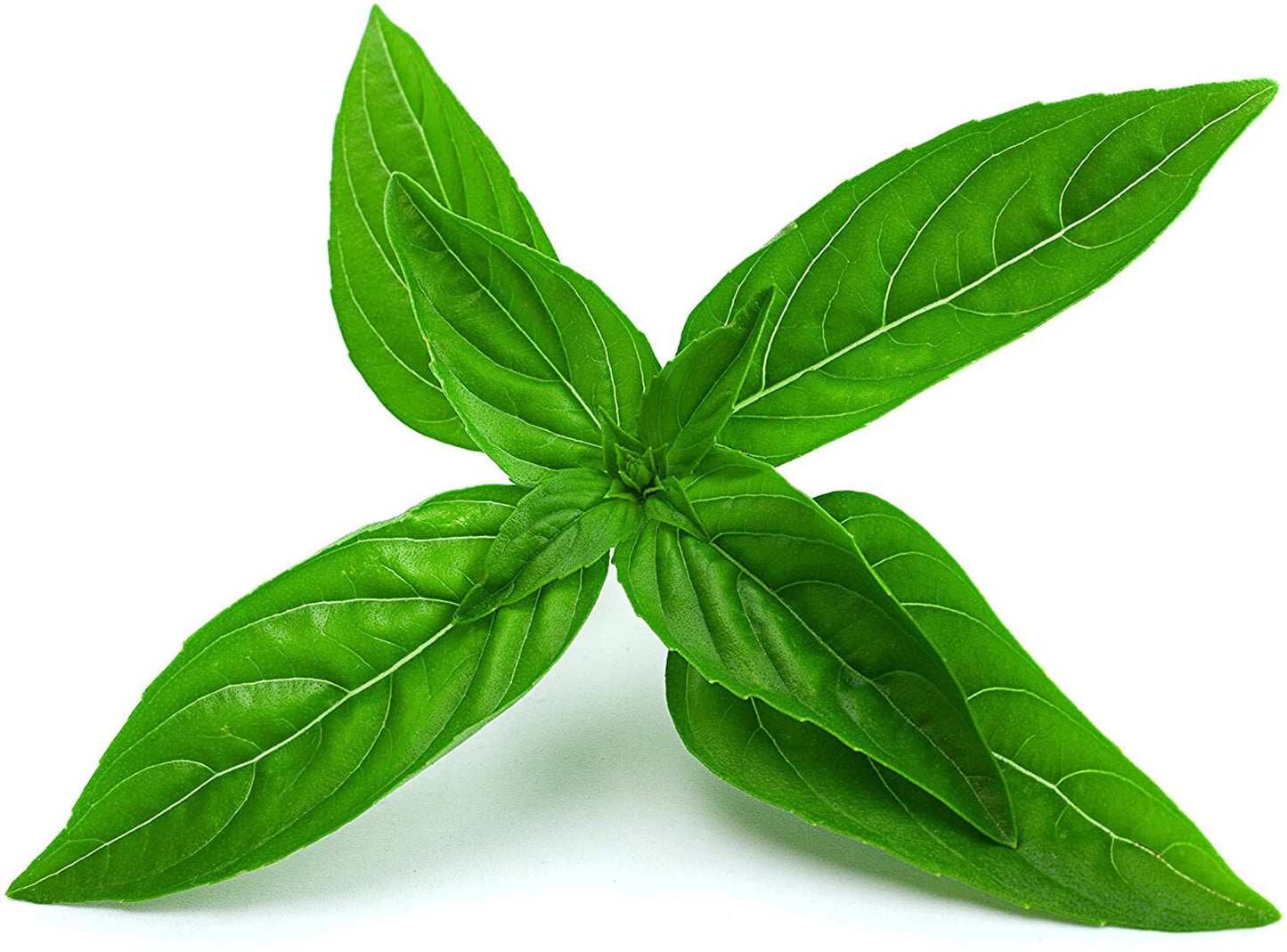 Heirloom Lime Basil Plant Seeds Ocimum Basilicum herb Flower Seeds