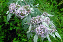 Load image into Gallery viewer, Cherokee Sweet Mint Seeds Hoary Mountainmint Seed - Pycnanthemum incanum
