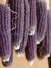 Load image into Gallery viewer, Organic Purple Haze Hopi Corn
