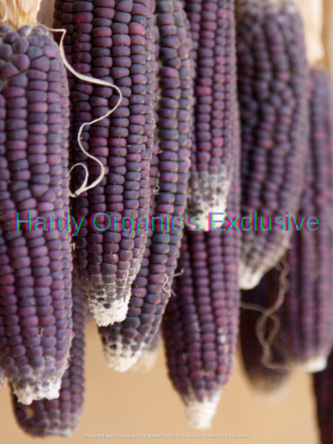 Organic Purple Haze Hopi Corn