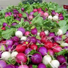 Organic Rainbow Easter Egg Radish Seeds