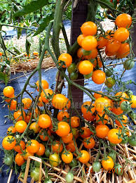 Heirloom Ukrainian Cherry Gelbe Kirsche Tomato Seeds