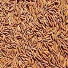 Organic Long Grain Rice 10 Seeds