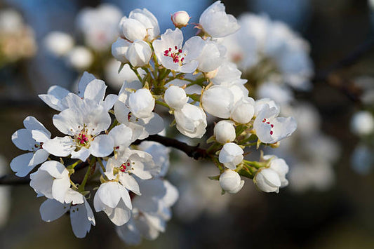 Callery Ornamental Pear Tree Seeds