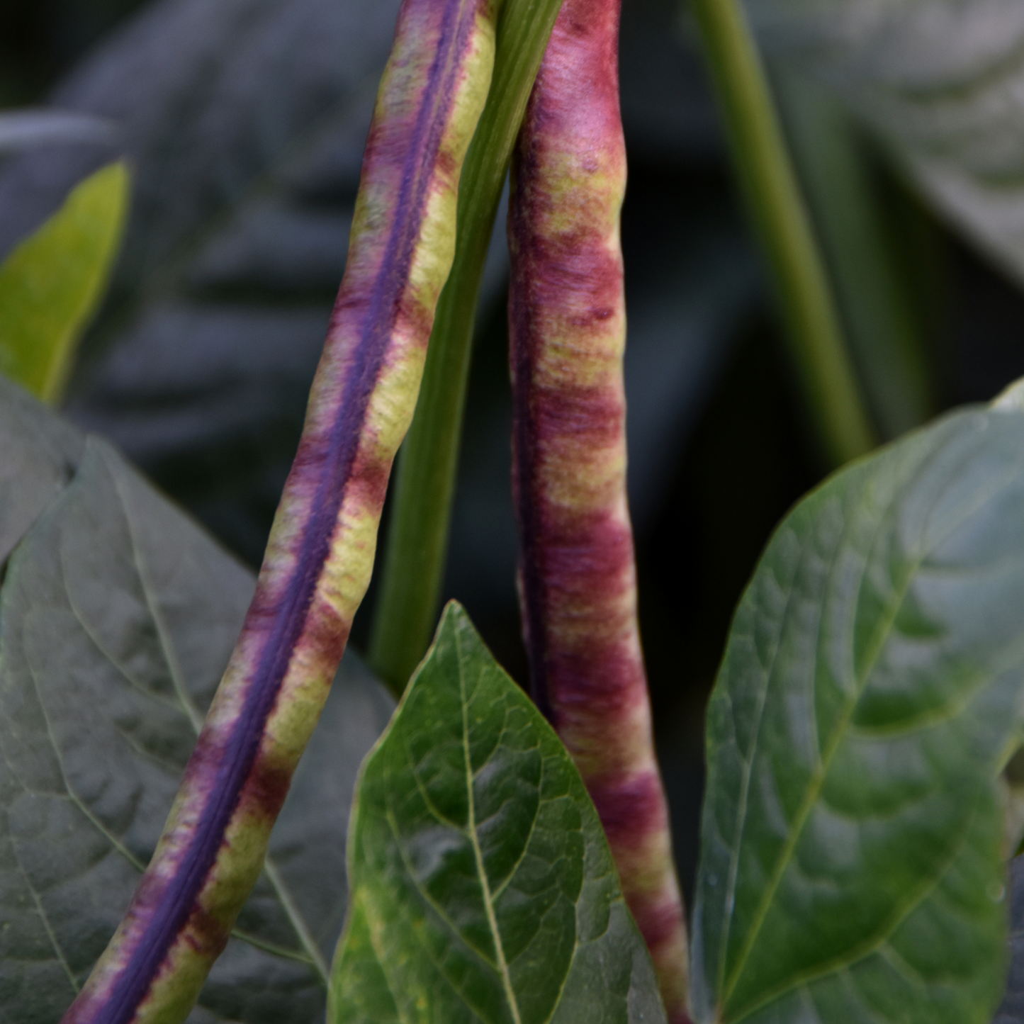 Organic Mississippi Purple Cowpeas Beans