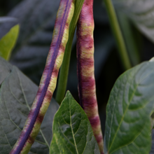 Load image into Gallery viewer, Organic Mississippi Purple Cowpeas Beans
