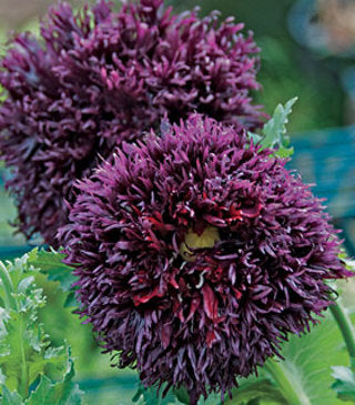 Rare Black Swan Poppy