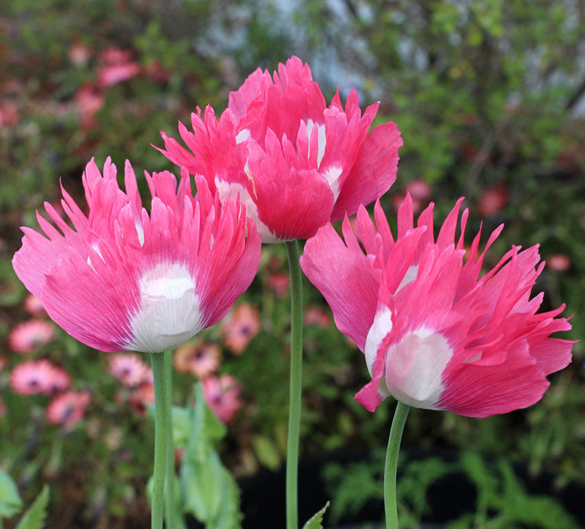Rare Afghan Pink Poppy Seeds Papaver Somniferum
