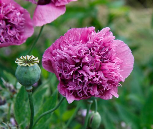 Heirloom Organic Violetta Blush Peony Poppy