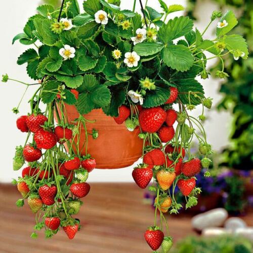 Organic Container Strawberries
