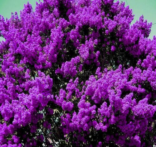 Midnight Purple Crepe Myrtle