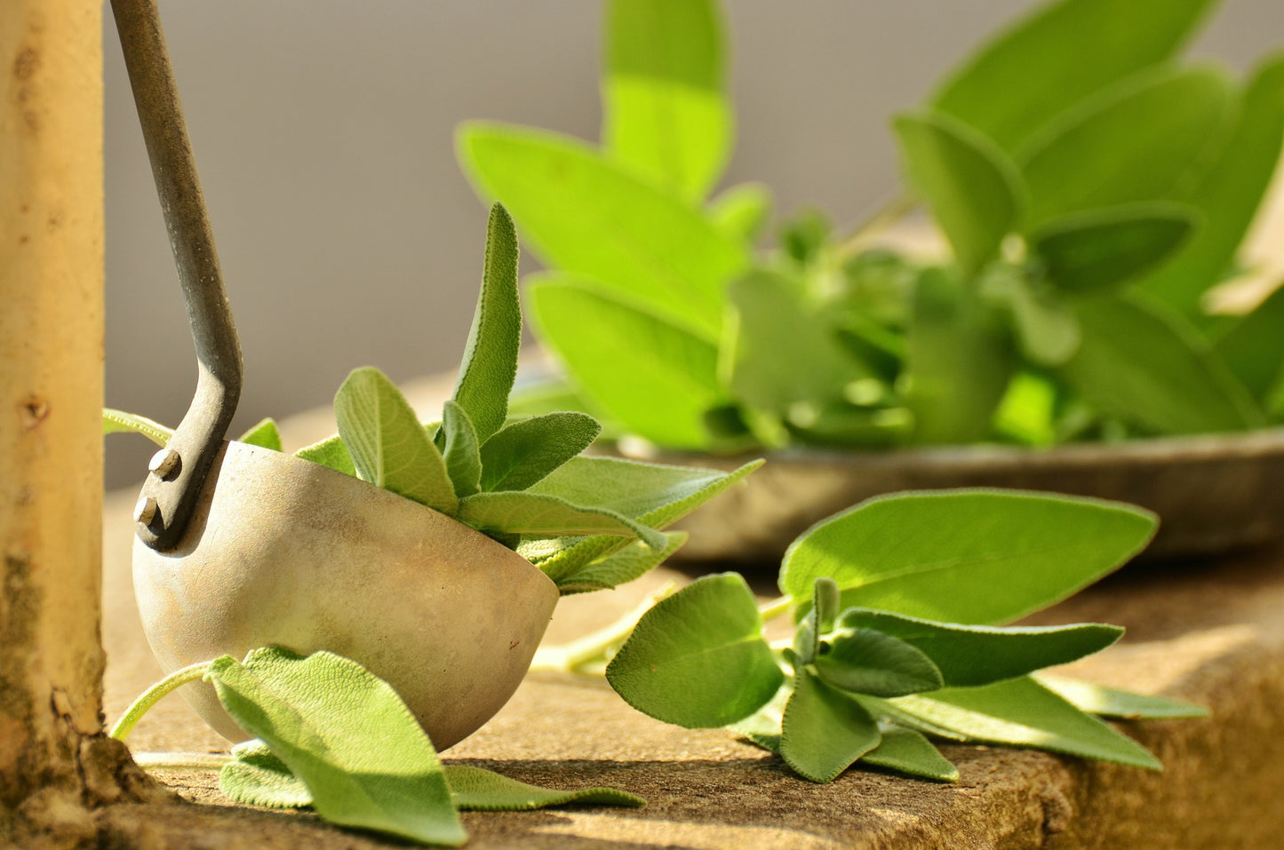 Organic Sage Seeds