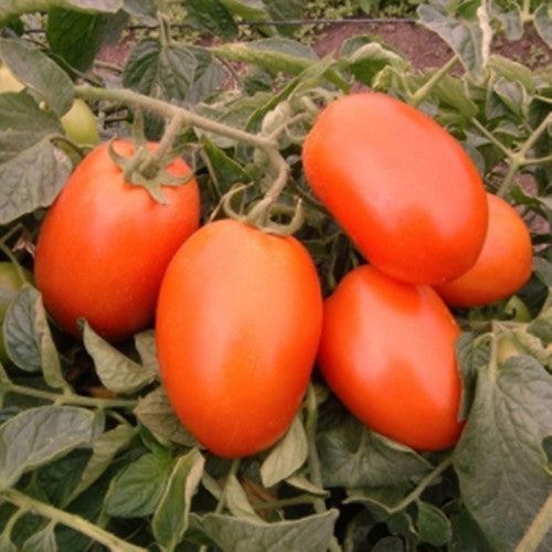 Heirloom Organic Ukranian Arabesque Tomato Seeds