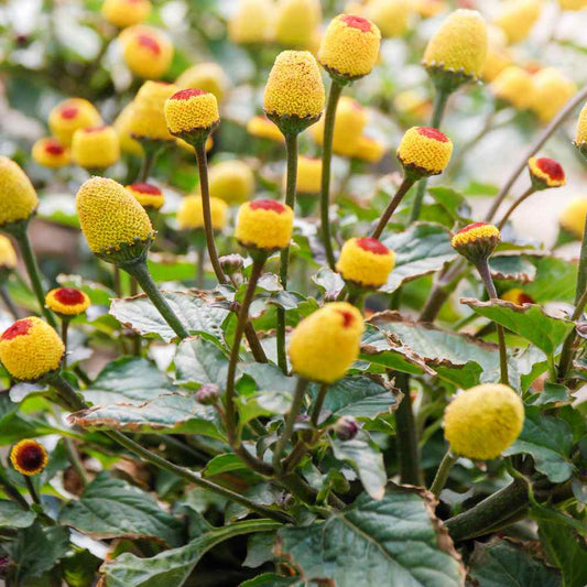 Organic Spilanthes Toothache Plant