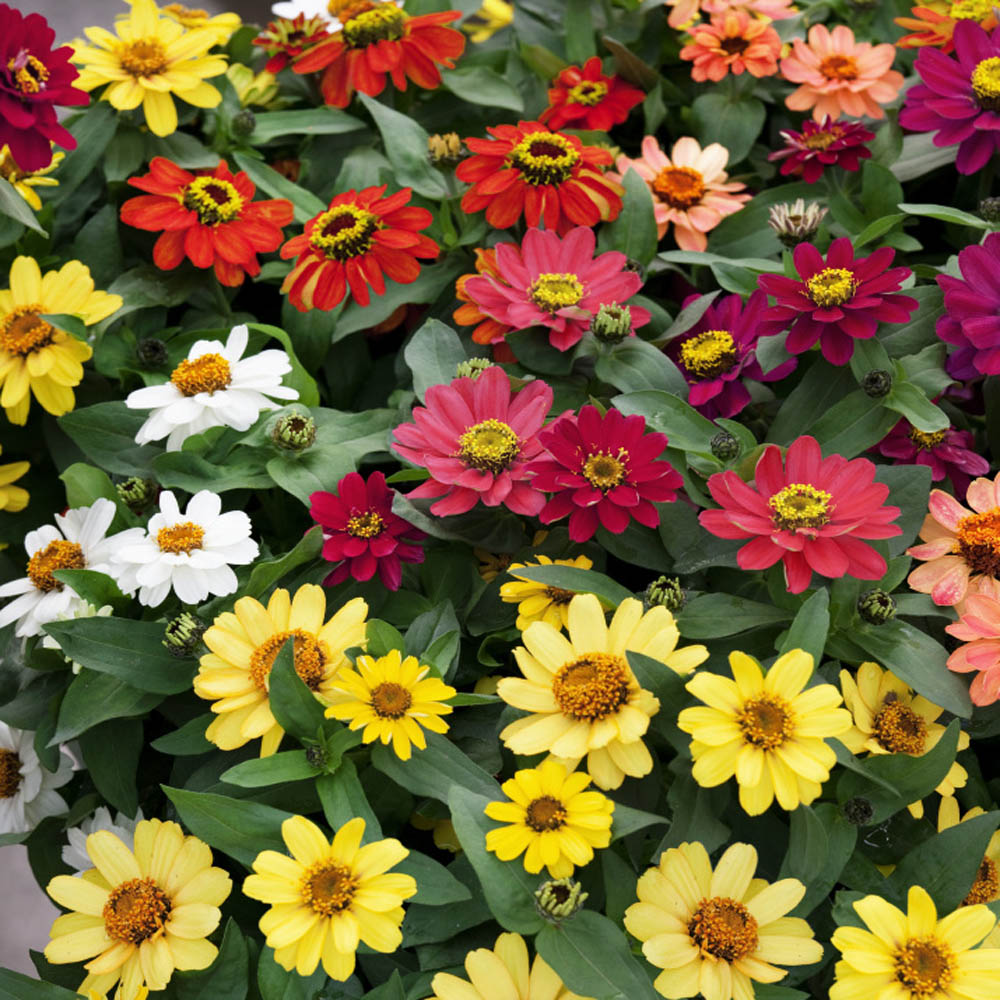 Heirloom Organic Mixed Zinnia