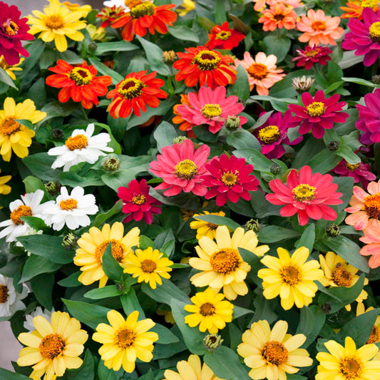 Heirloom Organic Mixed Zinnia